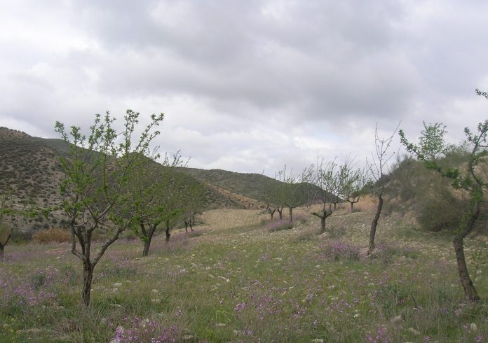 almendros