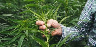 La expansión del cultivo de cannabis y CBD en España para usos terapéuticos cannabis