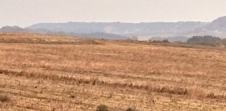 Las heladas dañan la cebada del sur de la provincia de Huesca cebada helada