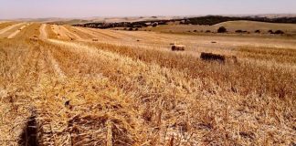 España pierde más de medio millón de hectáreas de cereales en menos de diez años siembra del cereal