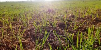 La importancia de los herbicidas de postemergencia en cereales de invierno cereales de invierno
