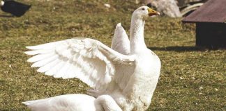 Ministerio de Agricultura declara riesgo alto de gripe aviar y activa prohibiciones preventivas en España gripe aviar