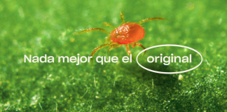 Koppert lanza nuevos formatos con ácaros depredadores que hacen más fácil el control biológico de araña roja koppert