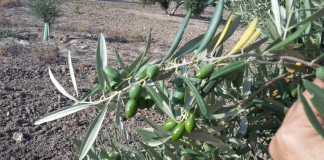 La tuberculosis del olivo, clave en el manejo sanitario del cultivo tuberculosis del olivo