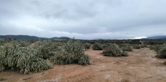 El tornado de Torre de Juan Abad arrancó un millar de olivos, además de cepas en viñas tornado de Torre de Juan Abad