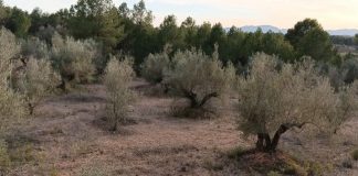 Sacan a subasta pública una finca rústica con 50 olivos, por 500 euros olivos subasta