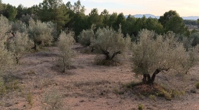 olivos subasta olivos subasta