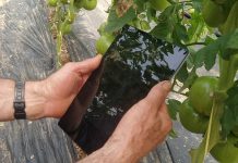 Reclama al Ministerio de Agricultura que amplíe hasta el 31 de mayo el plazo para solicitar las ayudas PAC 2026 agrónomo digital