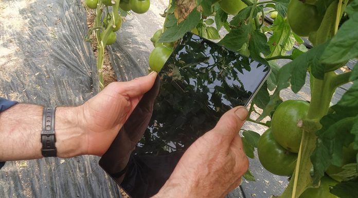 Reclama al Ministerio de Agricultura que amplíe hasta el 31 de mayo el plazo para solicitar las ayudas PAC 2026 agrónomo digital