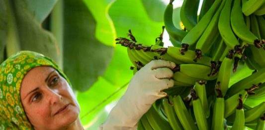 platanos de Canarias