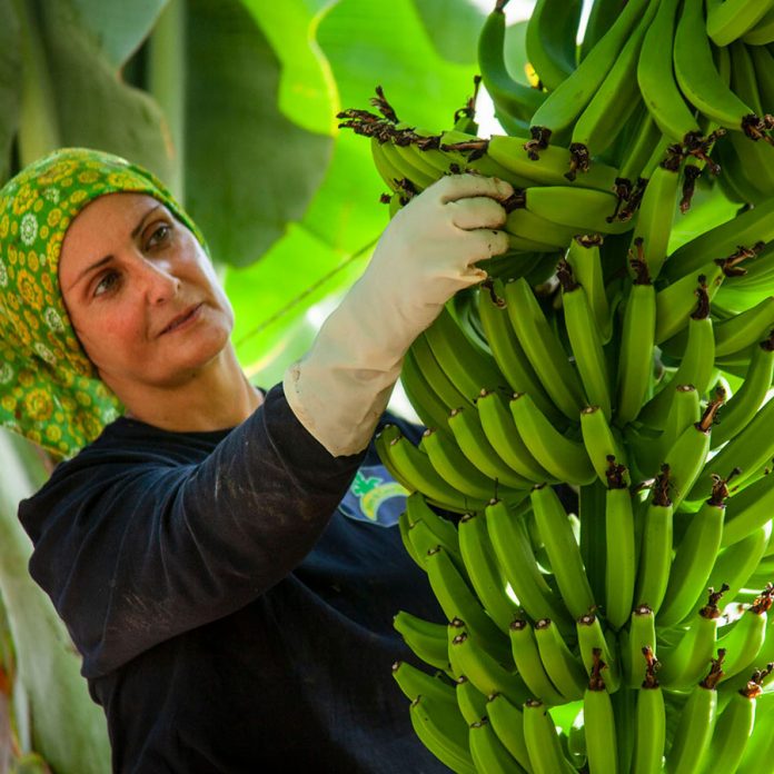 platanos de Canarias