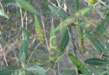 Recomendaciones para el control de repilo en el cultivo del olivo repilo en el olivar