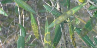 Riesgo de repilo en el olivar en la fase final de la recolección repilo en el olivar