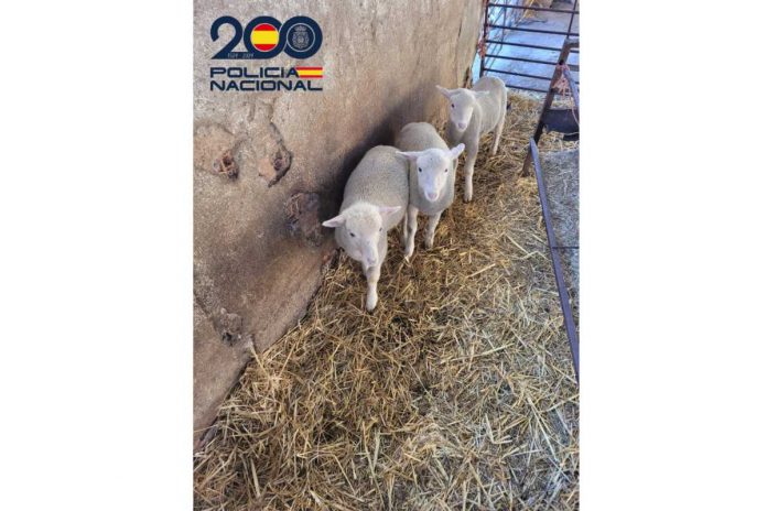 robos de corderos robos de corderos