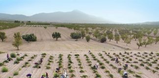 ¿Qué histórica Denominación de Origen ha registrado la vendimia con menos producción de su historia? Denominación de Origen Protegida Jumilla