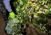 CCOO Castilla-La Mancha quiere un convenio colectivo del campo regional uva de cava