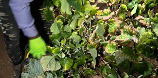 ¿Qué labores necesita la viña tras la vendimia? uva de cava