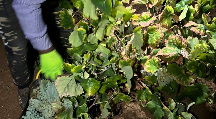 CCOO Castilla-La Mancha quiere un convenio colectivo del campo regional uva de cava