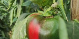 Estudian el uso de reptiles en invernaderos para el control biológico de plagas reptiles en invernaderos