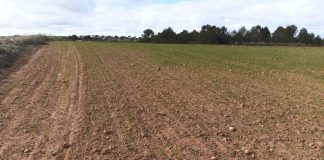 Castilla-La Mancha declara emergencia cinegética temporal por sobrepoblación de conejos pero se deja fuera 40 pueblos daños conejos en campo