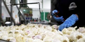 El precio del ajo sube mientras que el de la cebolla se estabiliza ajos