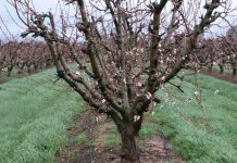 Las heladas ponen en peligro a productores de almendra y dejan al descubierto al seguro agrario almendro