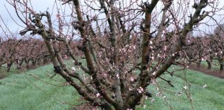 La importancia de la poda en el cultivo del almendro almendro