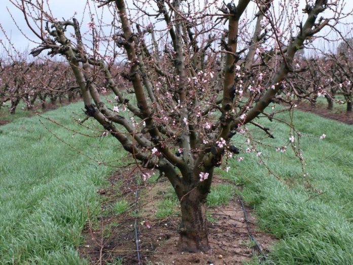 almendro