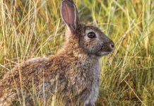 Opinión. Desenfoque y sobreactuación en el conflicto entre agricultura y gestión del conejo. Ecologistas en Acción Castilla-La Mancha conejo