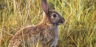 Denuncia que conejos “grandes y voraces” arrasan las parcelas de cereales conejo