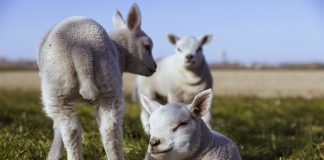 Tras las Navidades baja la cotización del ovino de carne