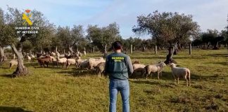 Un detenido por el hurto de más de 260 ovejas y de material ganadero guardia civil ovejas