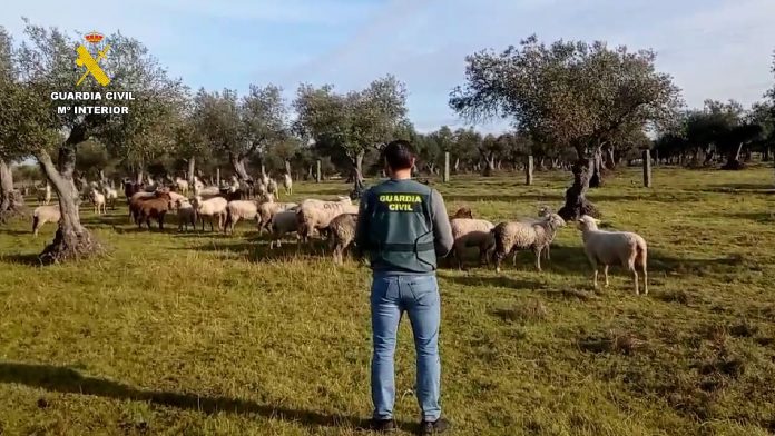 guardia civil ovejas