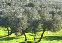 Un proyecto nacional demuestra el potencial de los residuos del olivar como recurso sostenible olivar