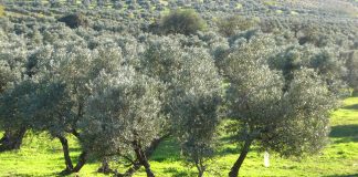 Andalucía destinará 1.000 millones de euros a la Estrategia del Olivar olivar