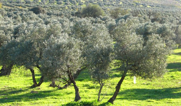 olivar