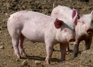 Reclama que la nueva normativa de bienestar animal no comprometa la capacidad productiva del sector porcino sector porcino