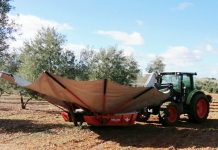 La campaña de aceite arranca con buen ritmo pese a la ralentización por las lluvias de noviembre recolección aceituna