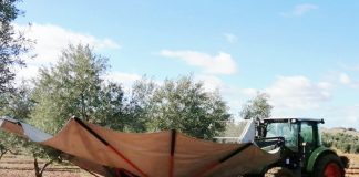 La campaña de aceite arranca con buen ritmo pese a la ralentización por las lluvias de noviembre recolección aceituna