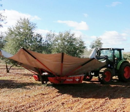 La campaña de aceite arranca con buen ritmo pese a la ralentización por las lluvias de noviembre recolección aceituna