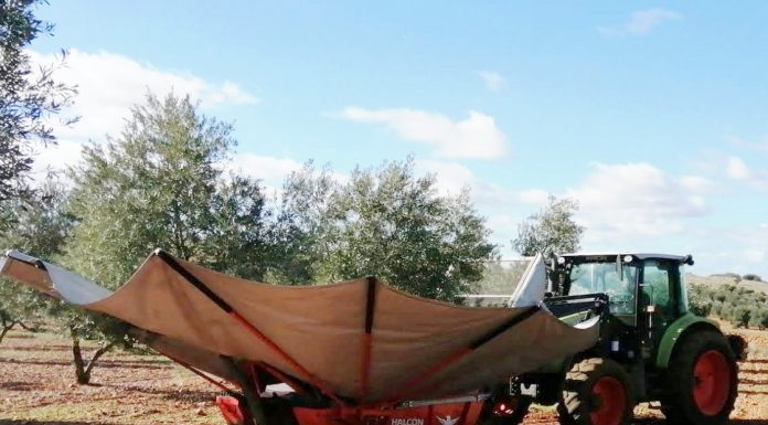 La campaña de aceite arranca con buen ritmo pese a la ralentización por las lluvias de noviembre recolección aceituna