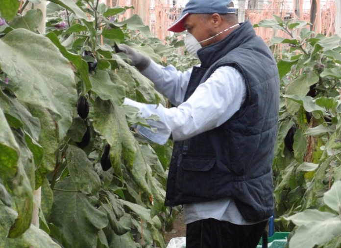 trabajador campo