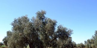 Un grupo olivarero de Castilla-La Mancha registra una recogida récord de aceituna olivo centenario