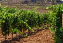 VOX exige medidas urgentes ante la grave caída de la producción de vino en Castilla-La Mancha viñedo