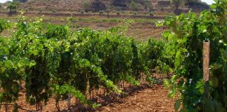 VOX exige medidas urgentes ante la grave caída de la producción de vino en Castilla-La Mancha viñedo