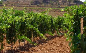 El Ministerio de Agricultura reparte 903 hectáreas para nuevas plantaciones de viñedo en 2026 viñedo