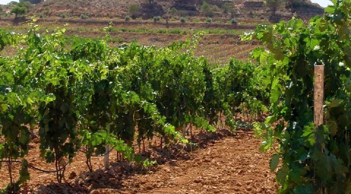 La superficie de viñedo desciende en la Denominación de Origen La Mancha viñedo