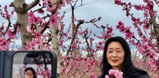 La floración del almendro, nuevo atractivo para los turistas japoneses floración del almendro