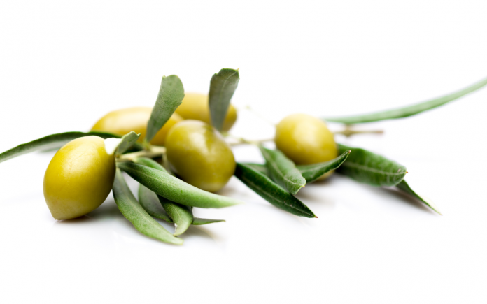 aceituna