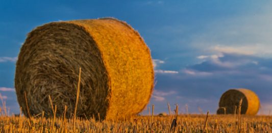 agricultura familiar